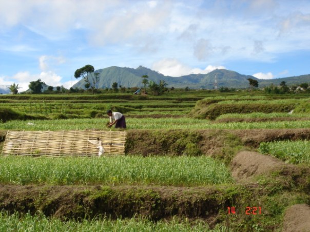 A lady works here rice fields with Gunung Rinjani in the background.