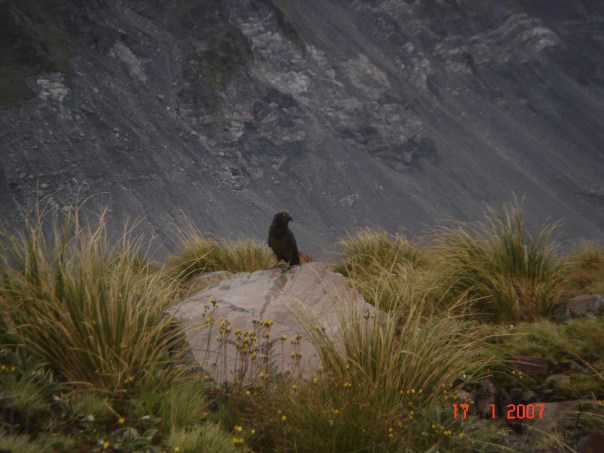 A Kea (New Zealand mountain parrot).  A pain in the ass when you are trying to sleep.