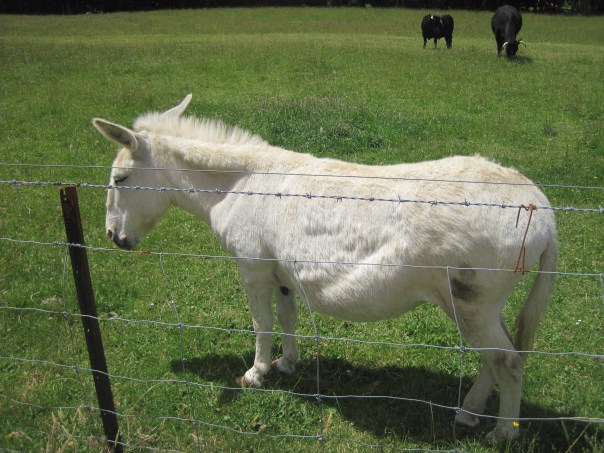 A Shetland pony