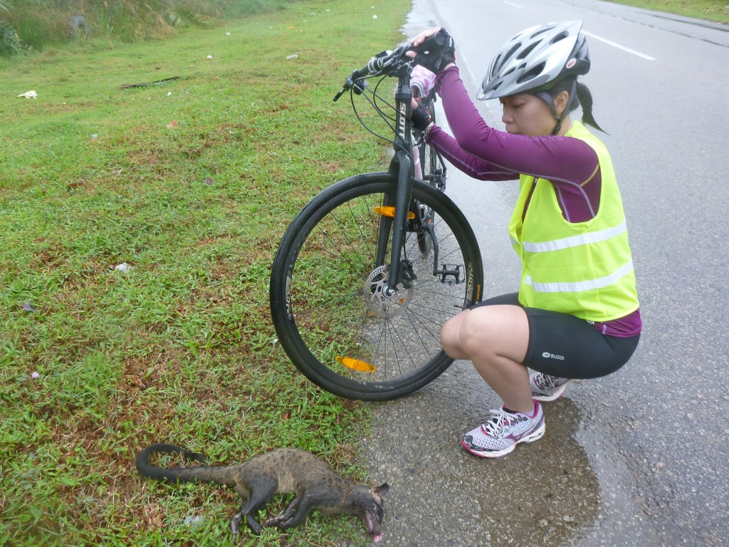 What is this animal? It looks like a cross between a possum and a cat.