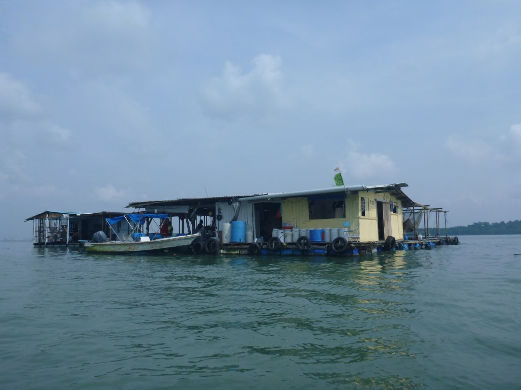 A 'Kelong' or floating fish farm.