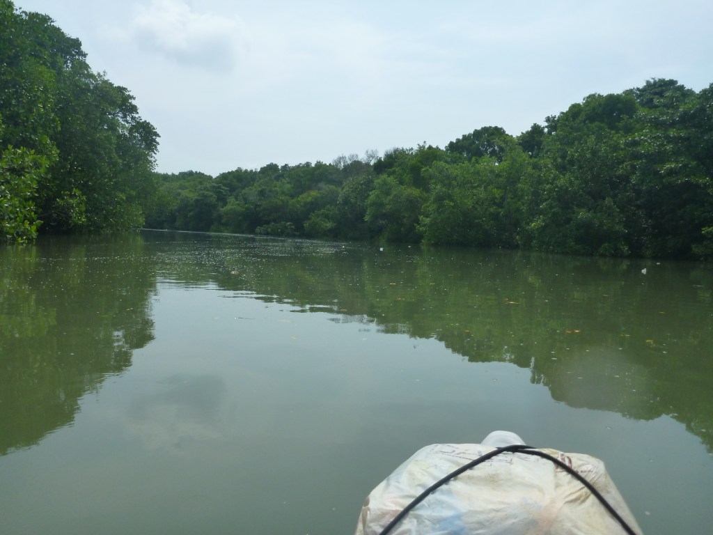 Paddling through the mangroves - I imagined we could have been in the Amazon!