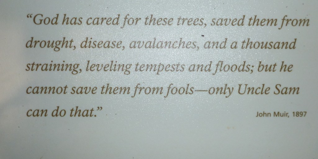 In the early 1900's most of these beautiful tree's were cut down.  Thankfully people like John Muir and U.S. Congressman William Kent and his wife, Elizabeth Thacher Kent managed to save some of them.