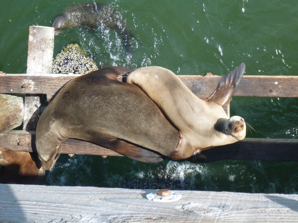 Seals relaxing on the end of Sharp Park Pier.