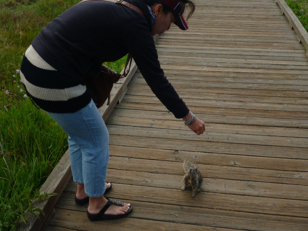 A possum meets a ground squirrel in Cambria.
