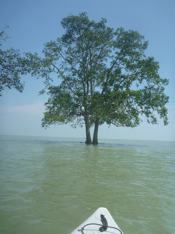 A lone mangrove at the Northern tip of Tekukor Island.