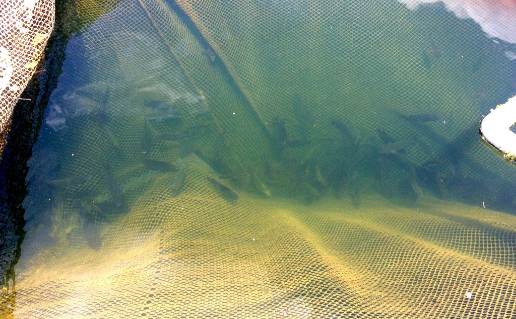 Some of the smaller fish in the nets.