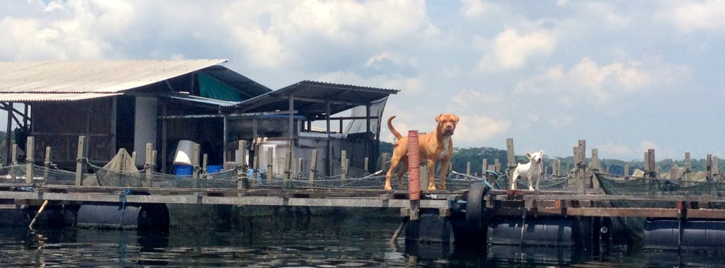 These two guys came out to check us out and 'bark' us away.