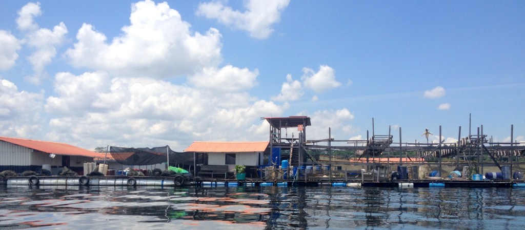 Passing a fish farm with a lavish floating garden.