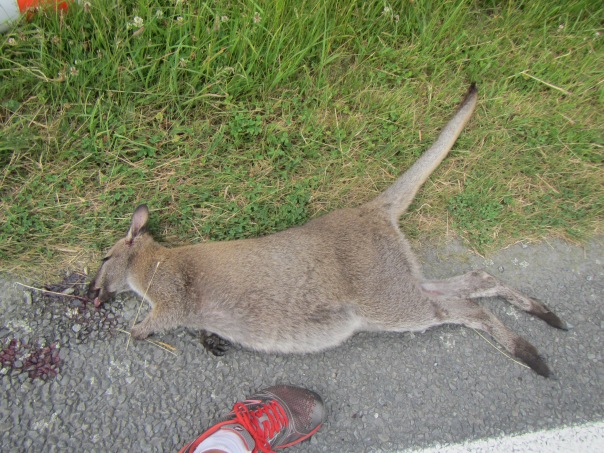Who says there is no Wallabies in New Zealand?  This is the first time I have ever seen one, unfortunately dead after bing hit by a car on the side of the road.