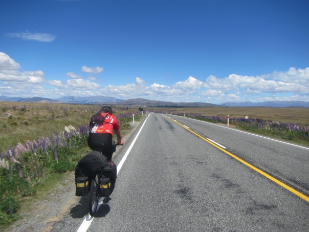 Alan Silva, cycling towards Lake Pukaki in strong headwinds alongside fields of colorful Lupin.