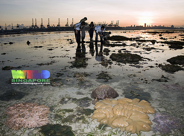 4600783141_0778c24dcf_z