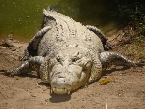 Saltwater_crocodile